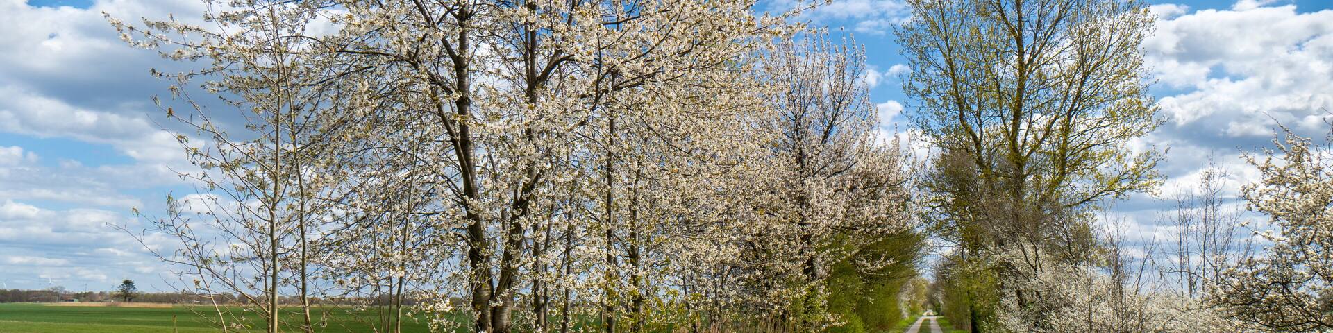Hamburg, Germany. Hiking and bicycle path in the area of the "Vierlande", a region consisting of former river islands in the glacial valley of the river Elbe.