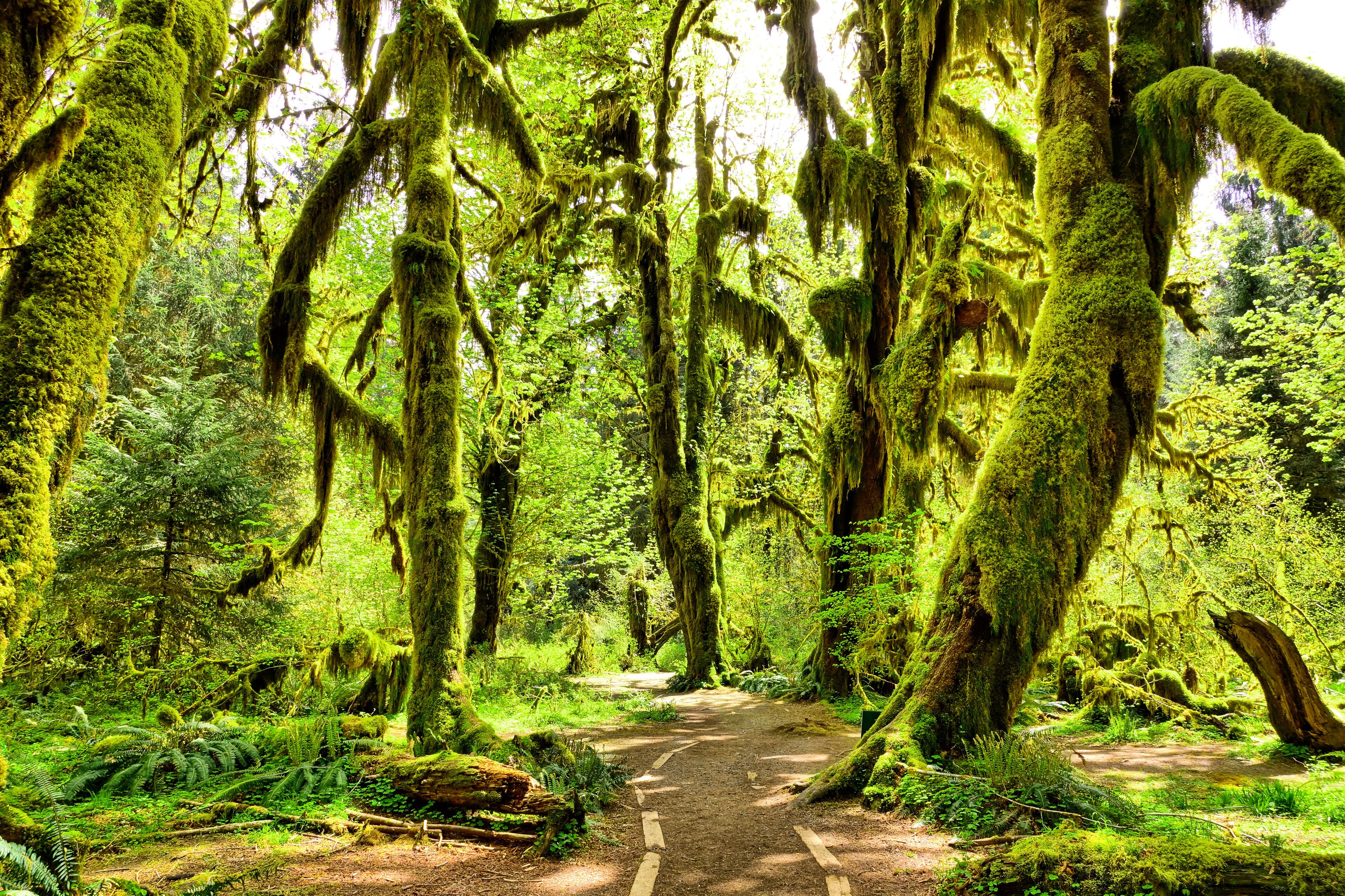 Path through moss covered trees in Hoh Rain Forest, Olympic National Park, Washington, USA