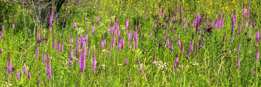Un campo de flores moradas y hierba verde.