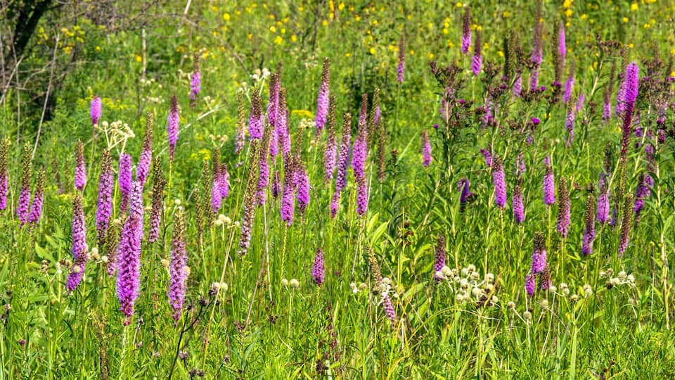 A field of purple flowers and green grass.