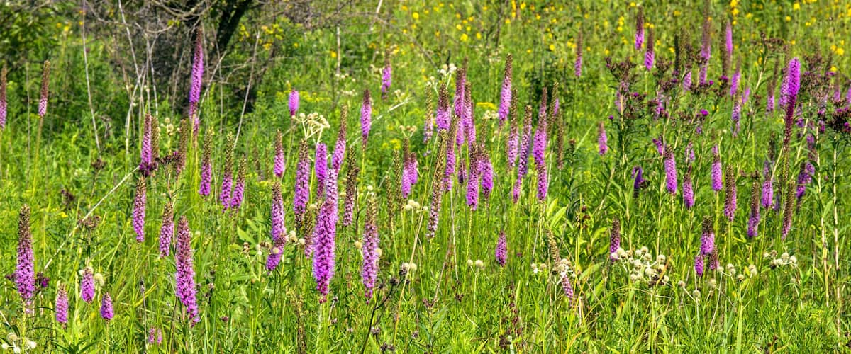 A field of purple flowers and green grass.