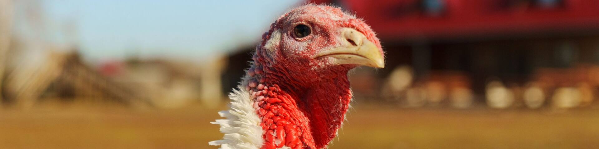 Turkeys roaming the farmyard near a large house on a sunny day