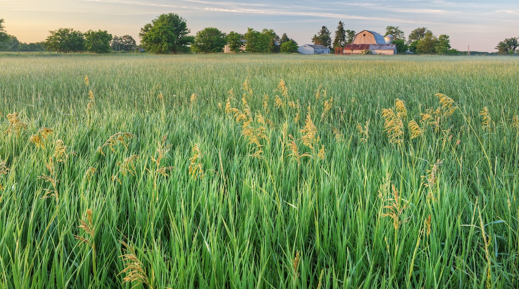 Summer landscape of grassy meadow and farmstead, Michigan, USA