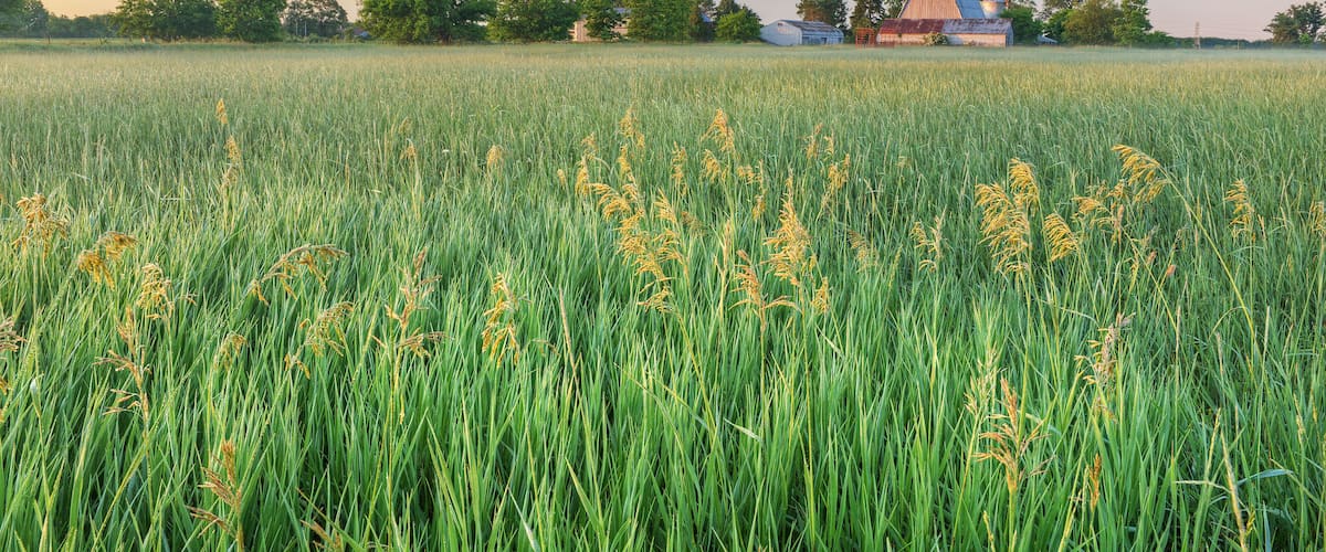Summer landscape of grassy meadow and farmstead, Michigan, USA
