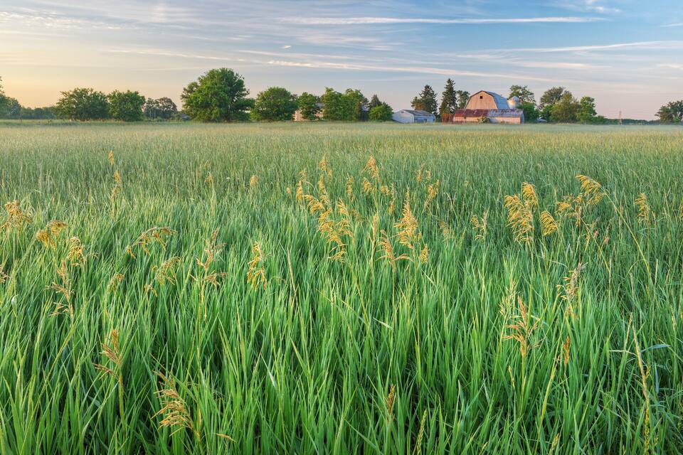 Een veld met hoge groene gewassen, met een schuur en bomen op de achtergrond.