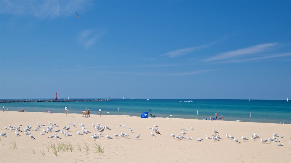 Muskegon State Park showing bird life, a beach and general coastal views