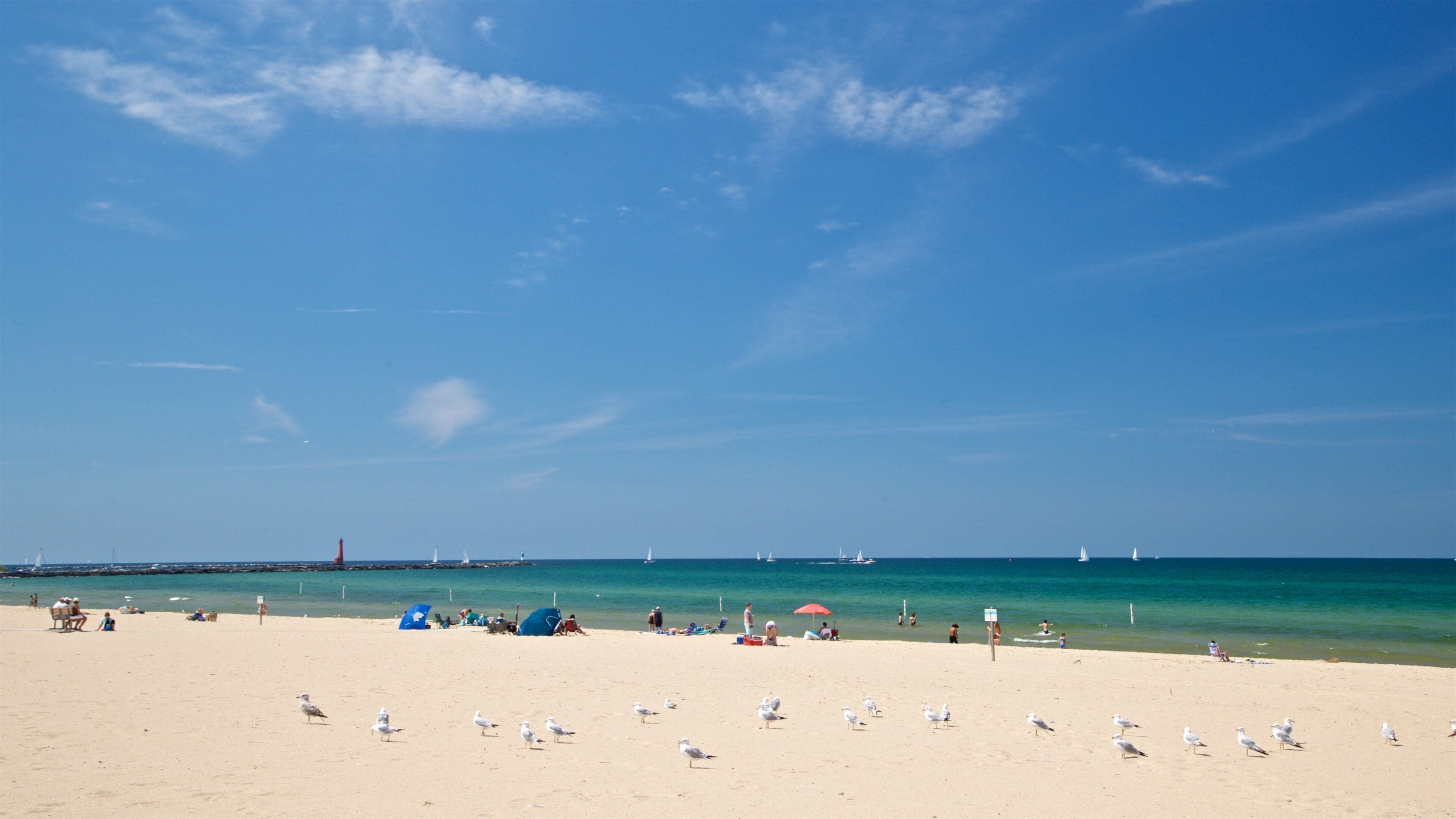 Muskegon State Park showing general coastal views, a beach and bird life