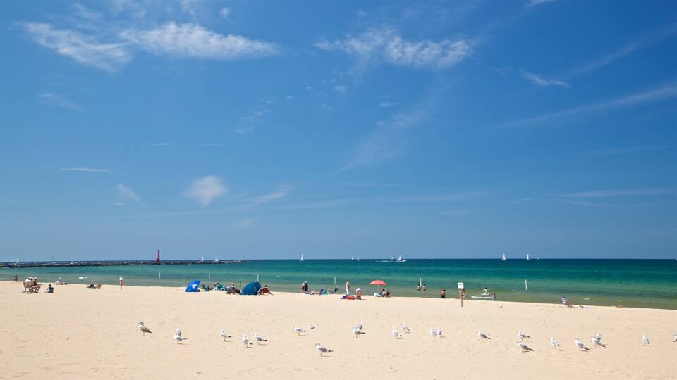 Muskegon State Park showing general coastal views, a beach and bird life