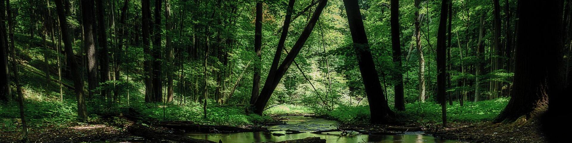 Un ruisseau de forêt, avec des rochers et des arbres abattus.