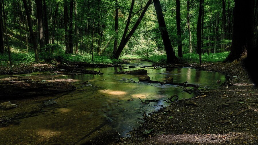 This stream follows one of the trails.