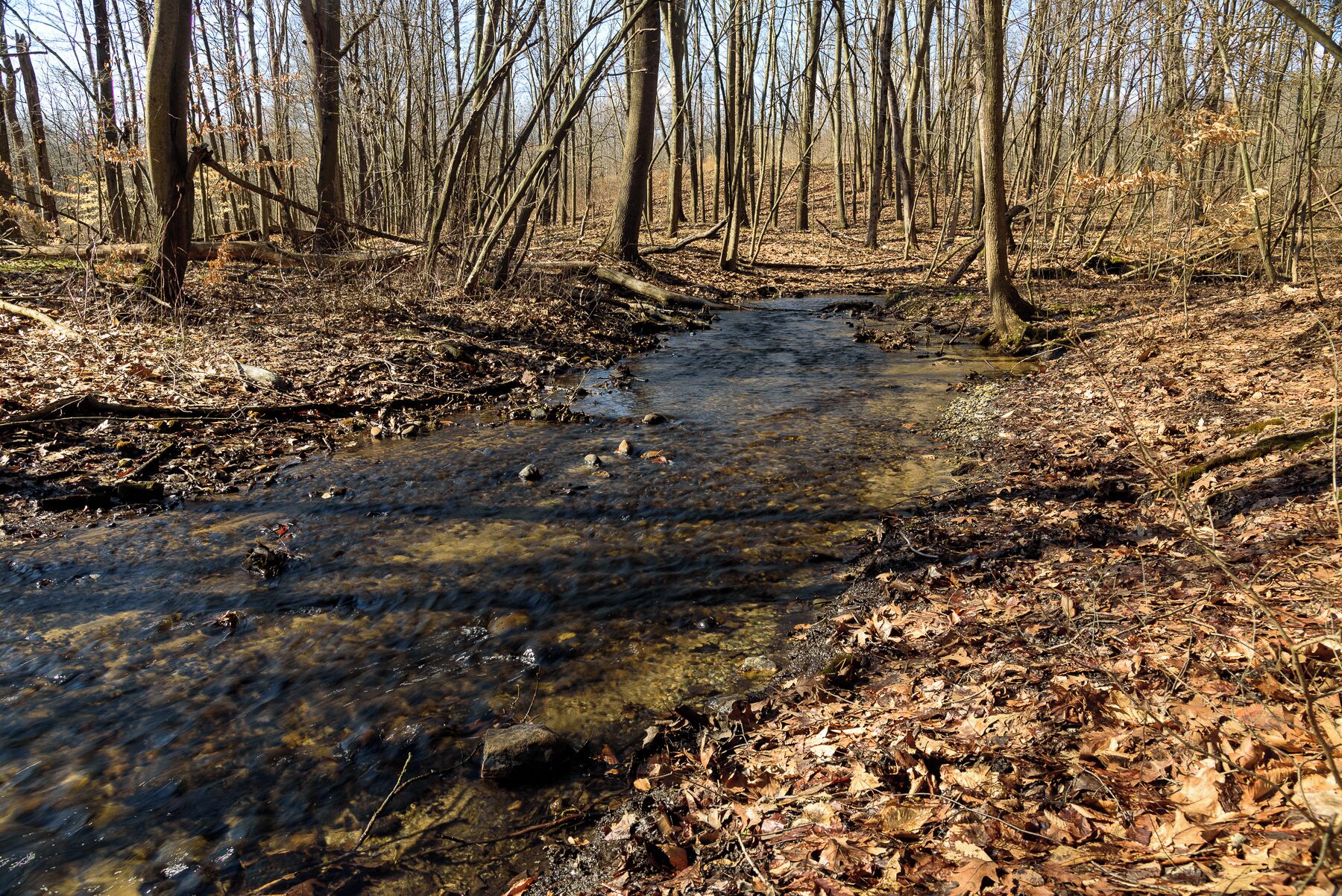 Along the trout Creek.
