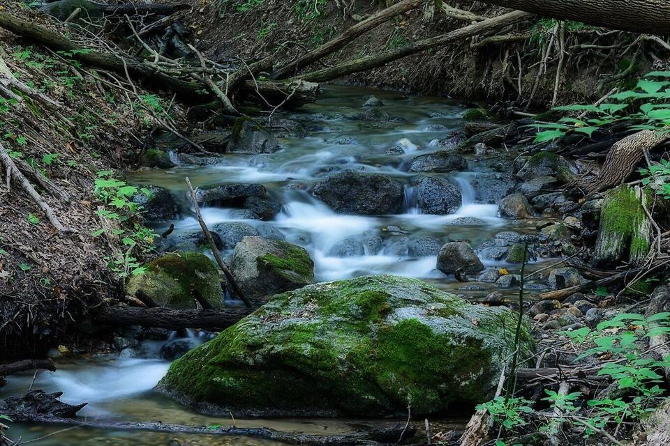 Un ruscello nel bosco, con rocce e muschio.