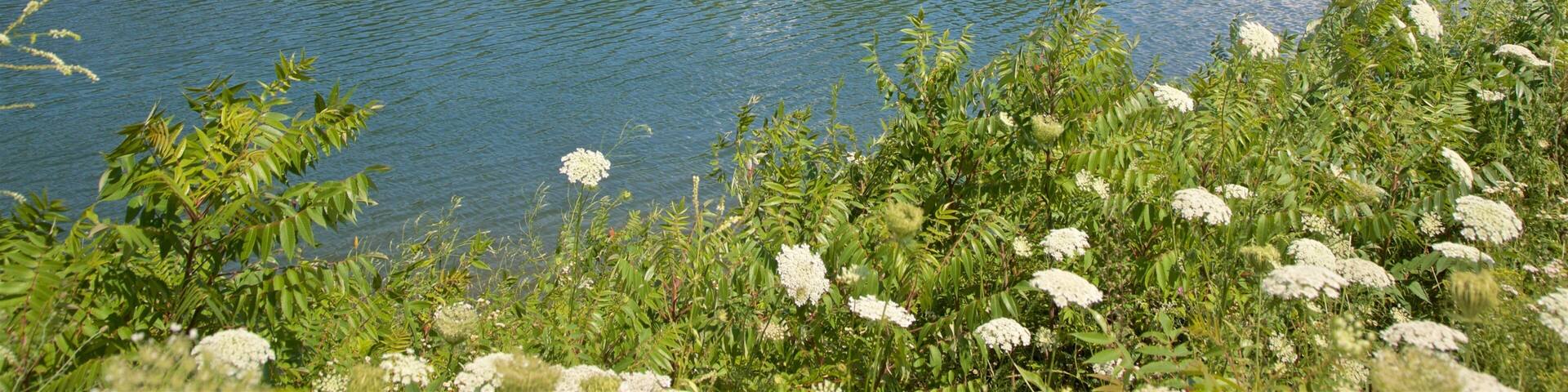Markin Glen County Park ofreciendo flores silvestres y un lago o abrevadero