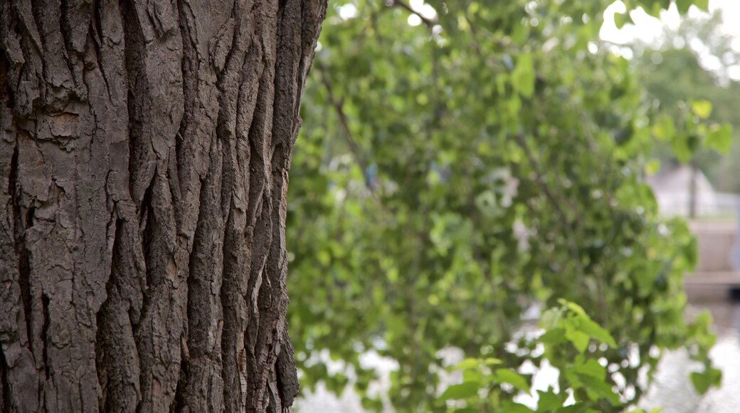 River Trail montrant parc