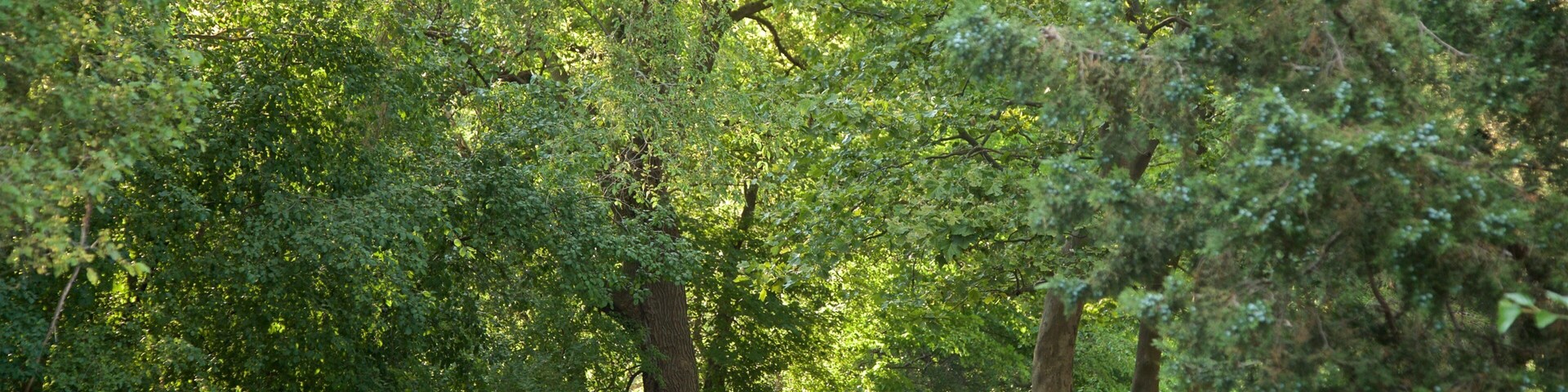 River Trail featuring a garden
