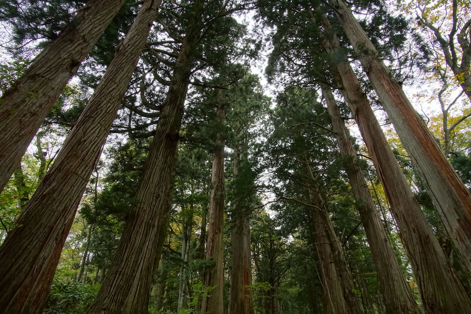 Tall trees in a dense forest.