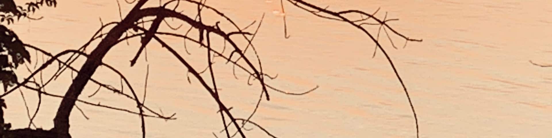 It really does pay off to wake up early and catch the sunrise. To behold the glory of God at the start of a new day. Interlochen State Park is one of our favorite places to pitch a tent. #michigancamping #michigan #sunrise