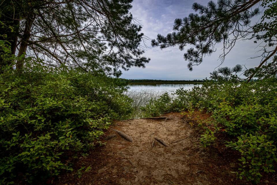 A forested area with a sandy path leading to a lake.