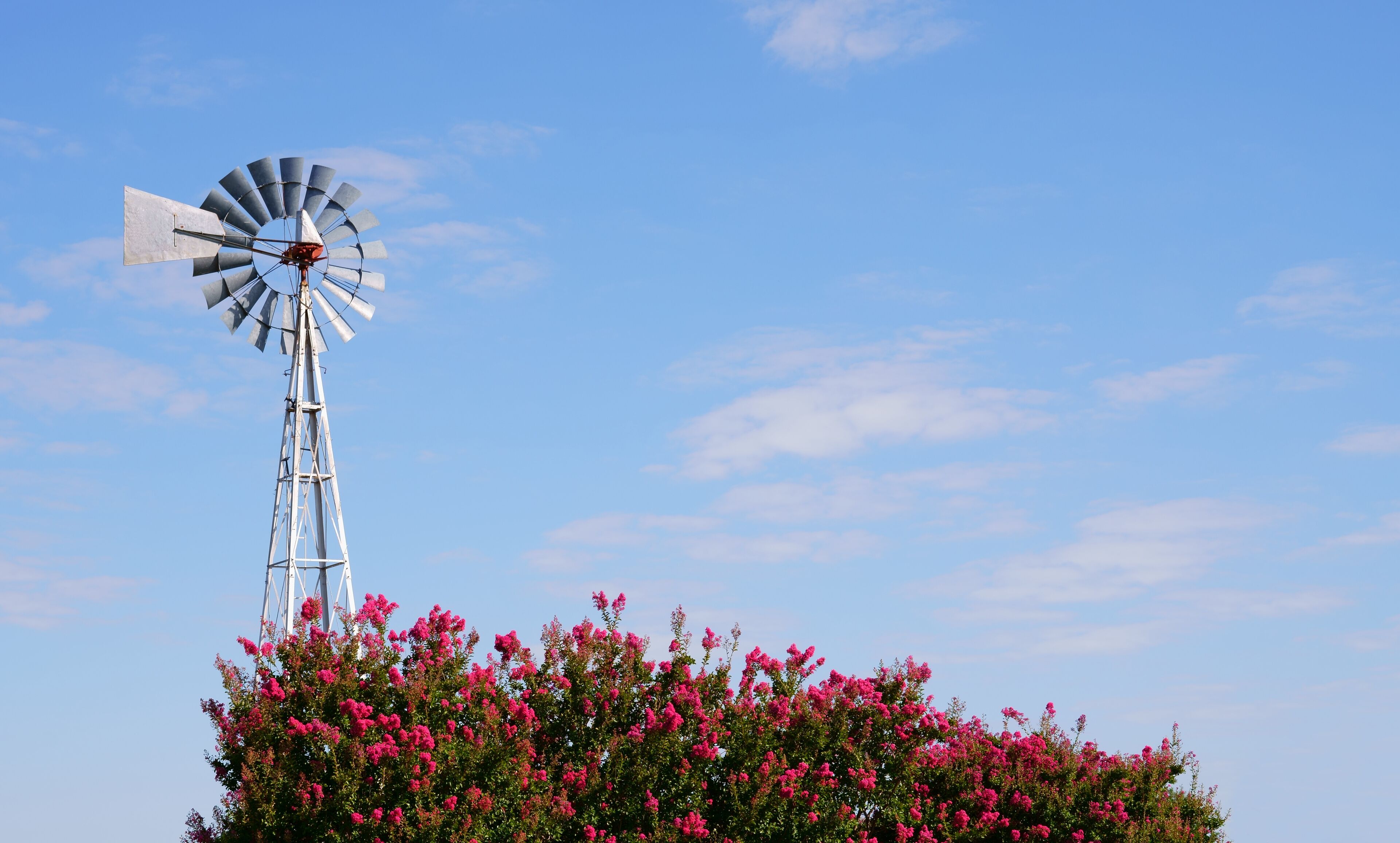 Authentic and typical Texan windmill, wind-powered water pump with a pink flowering shrub in summertime. A beautiful blue sky with few clouds provides space for text. Creative concept for Texas, USA.