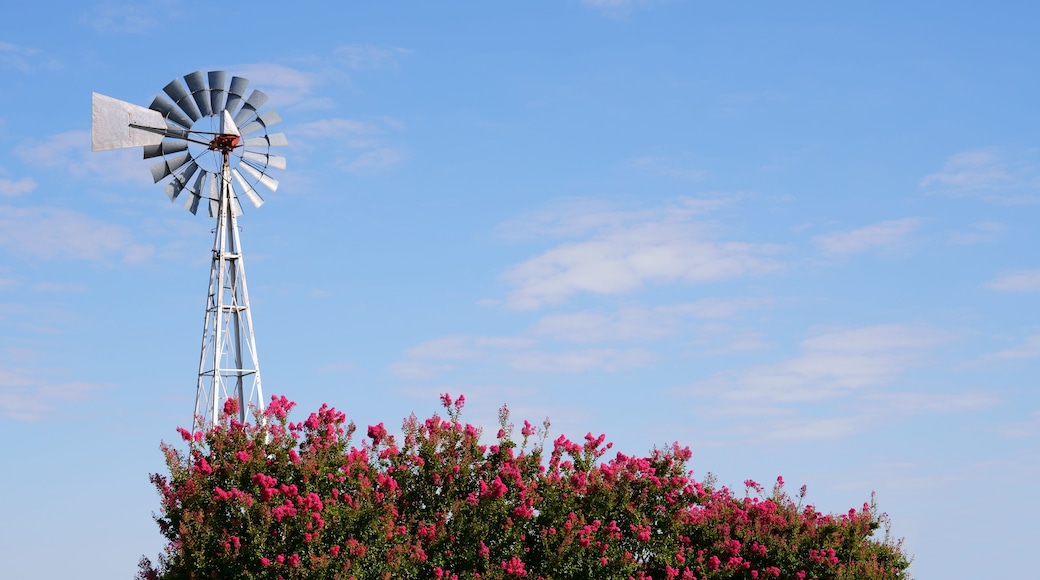 Authentic and typical Texan windmill, wind-powered water pump with a pink flowering shrub in summertime. A beautiful blue sky with few clouds provides space for text. Creative concept for Texas, USA.