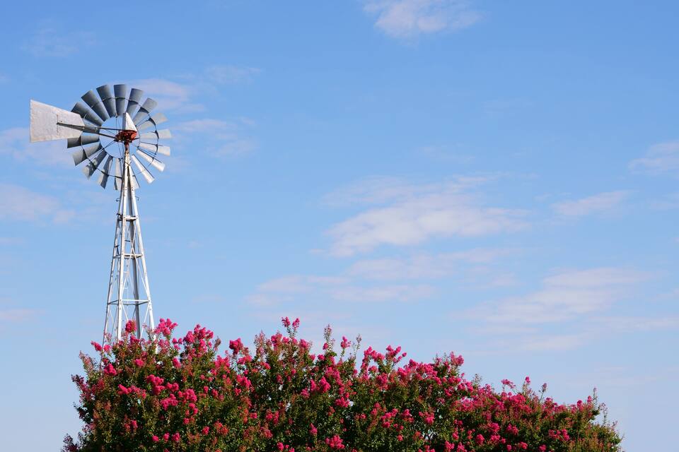 A windmill with pink flowers in the foreground.