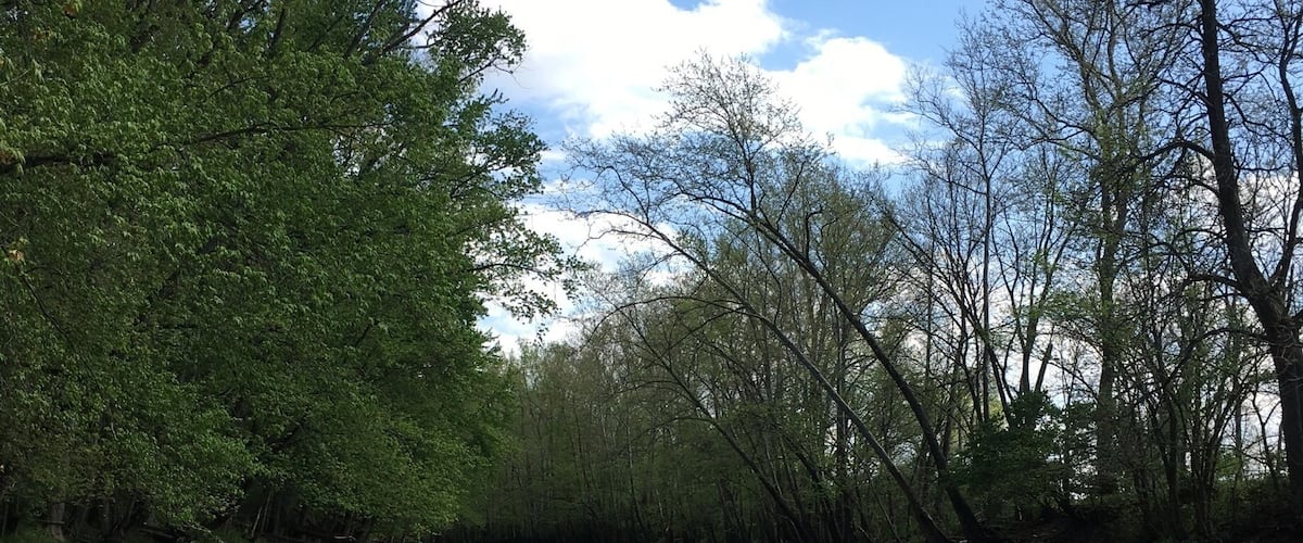 A river with a kayak, surrounded by trees.