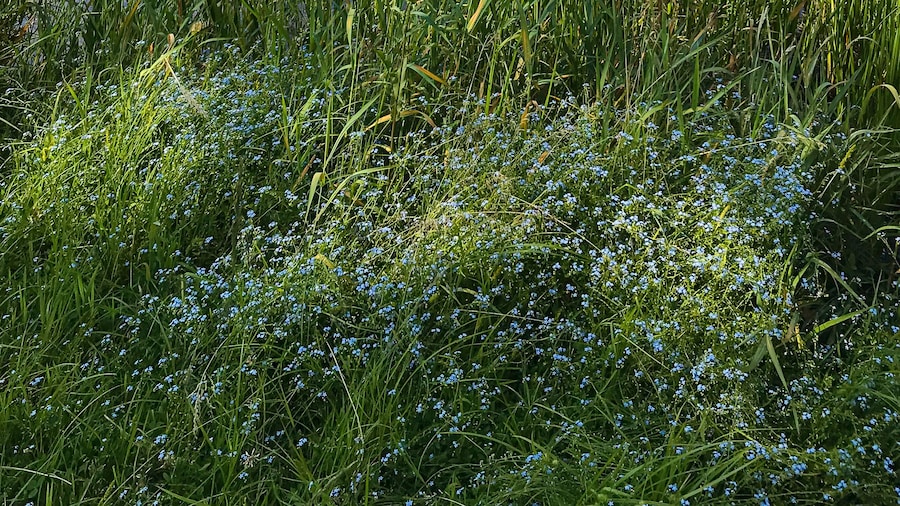 ハンターズラン