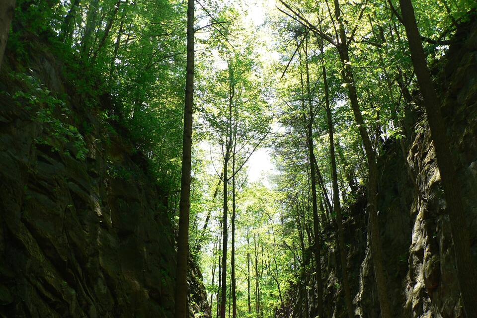 Un bosque con árboles altos y acantilados rocosos.