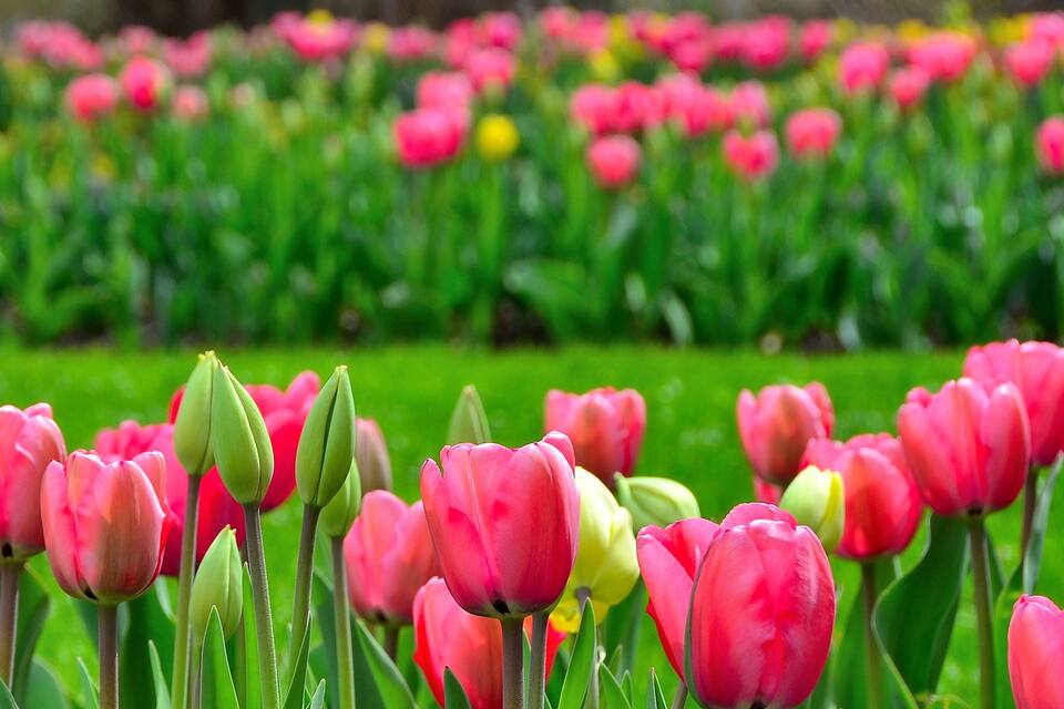 A field of tulips with pink and yellow blooms.