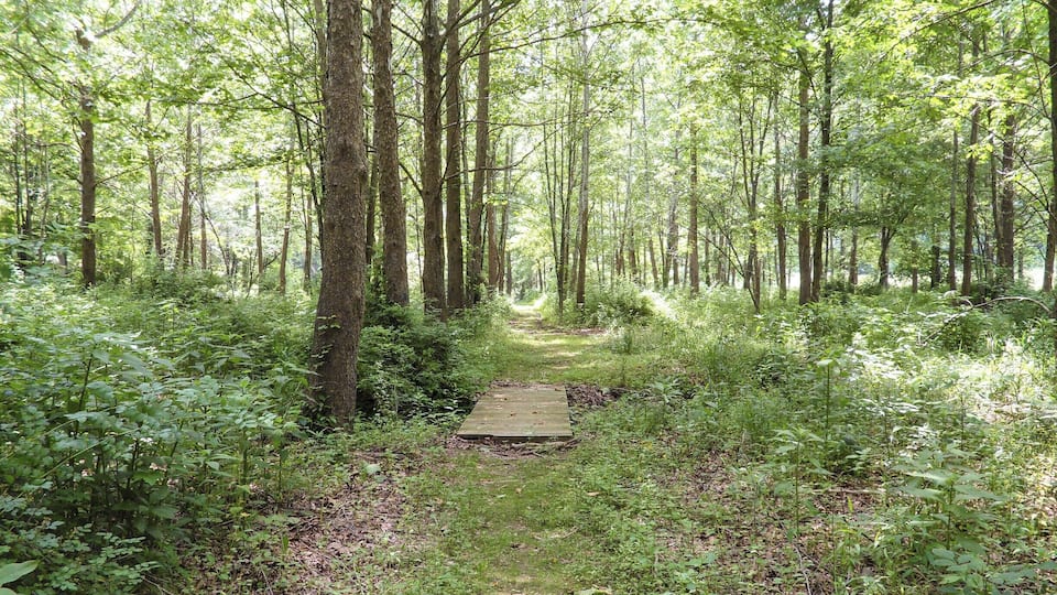 A forest path with tall trees and dense underbrush.