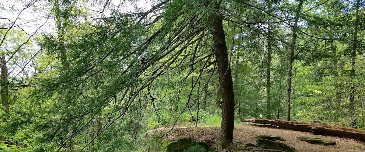 Lyons falls trail