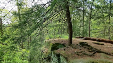 Ein Wald mit steilem, moosbewachsenen Felsen und einem Pfad.