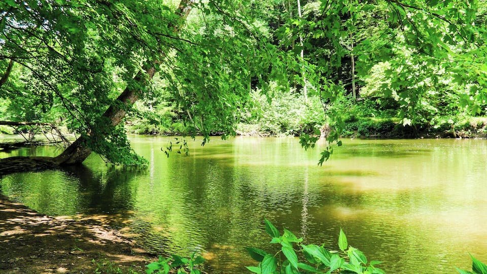 A calm river surrounded by dense green foliage.