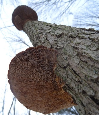 Hike often. Hike slowly. Look up.
The wilderness center in Wilmot, OH, offers a number of trails through various landscapes and terrains.
#FindingtheUniverse