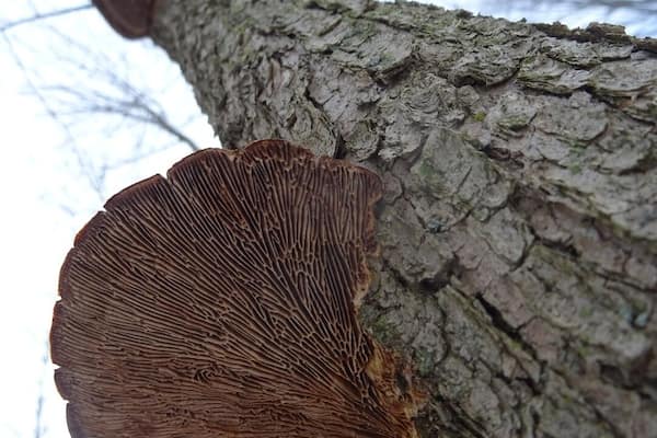 Hike often. Hike slowly. Look up.
The wilderness center in Wilmot, OH, offers a number of trails through various landscapes and terrains.
#FindingtheUniverse