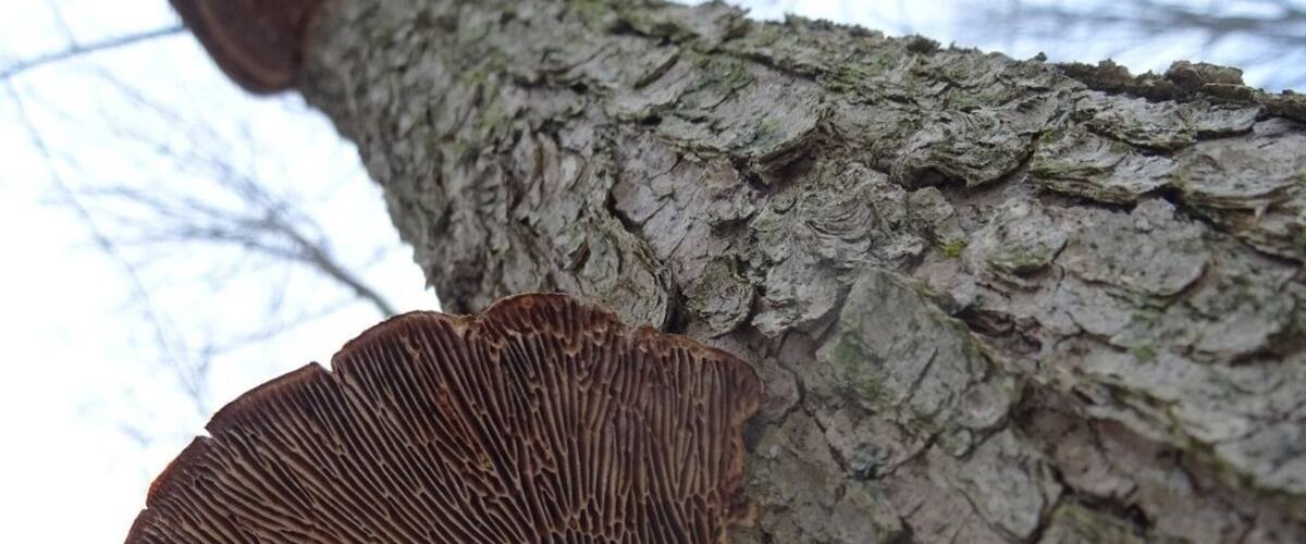 A tree with a large mushroom growing from its trunk.