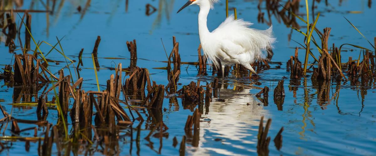 Snowy Egret displaying breeding plumage.Ottawa National Wildlife Refuge.Port Clinton.Ohio.USA