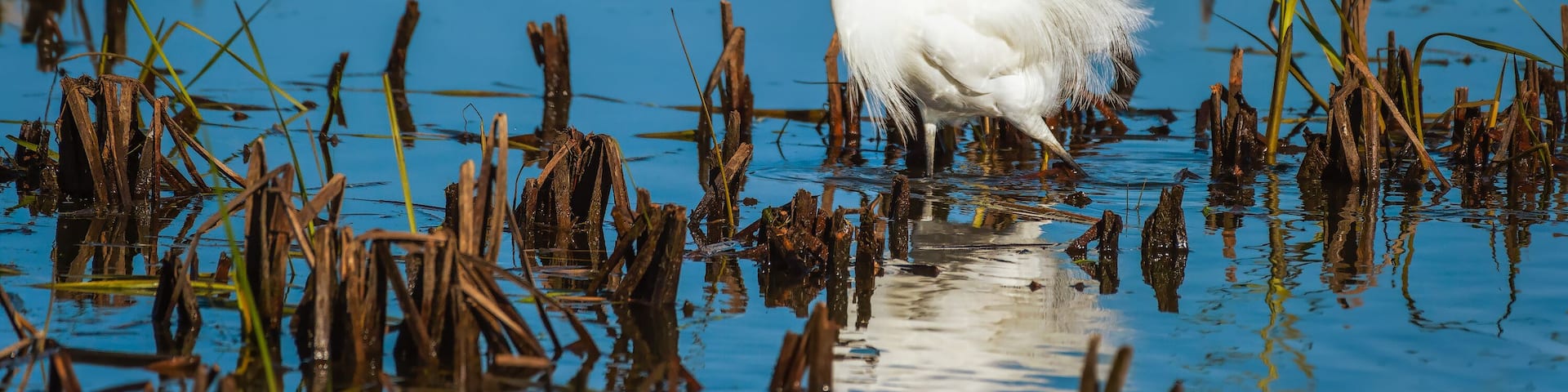 Snowy Egret displaying breeding plumage.Ottawa National Wildlife Refuge.Port Clinton.Ohio.USA