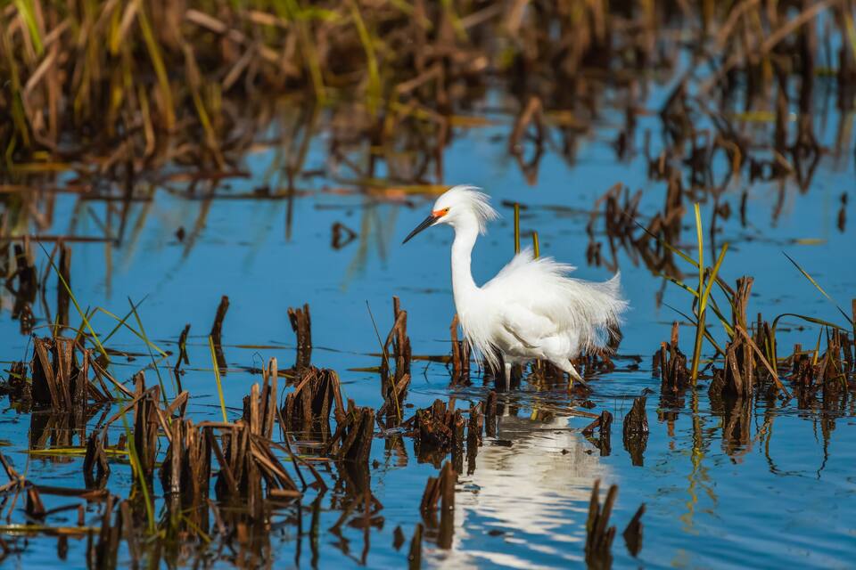Un airone bianco in una zona paludosa con acqua e canneti.