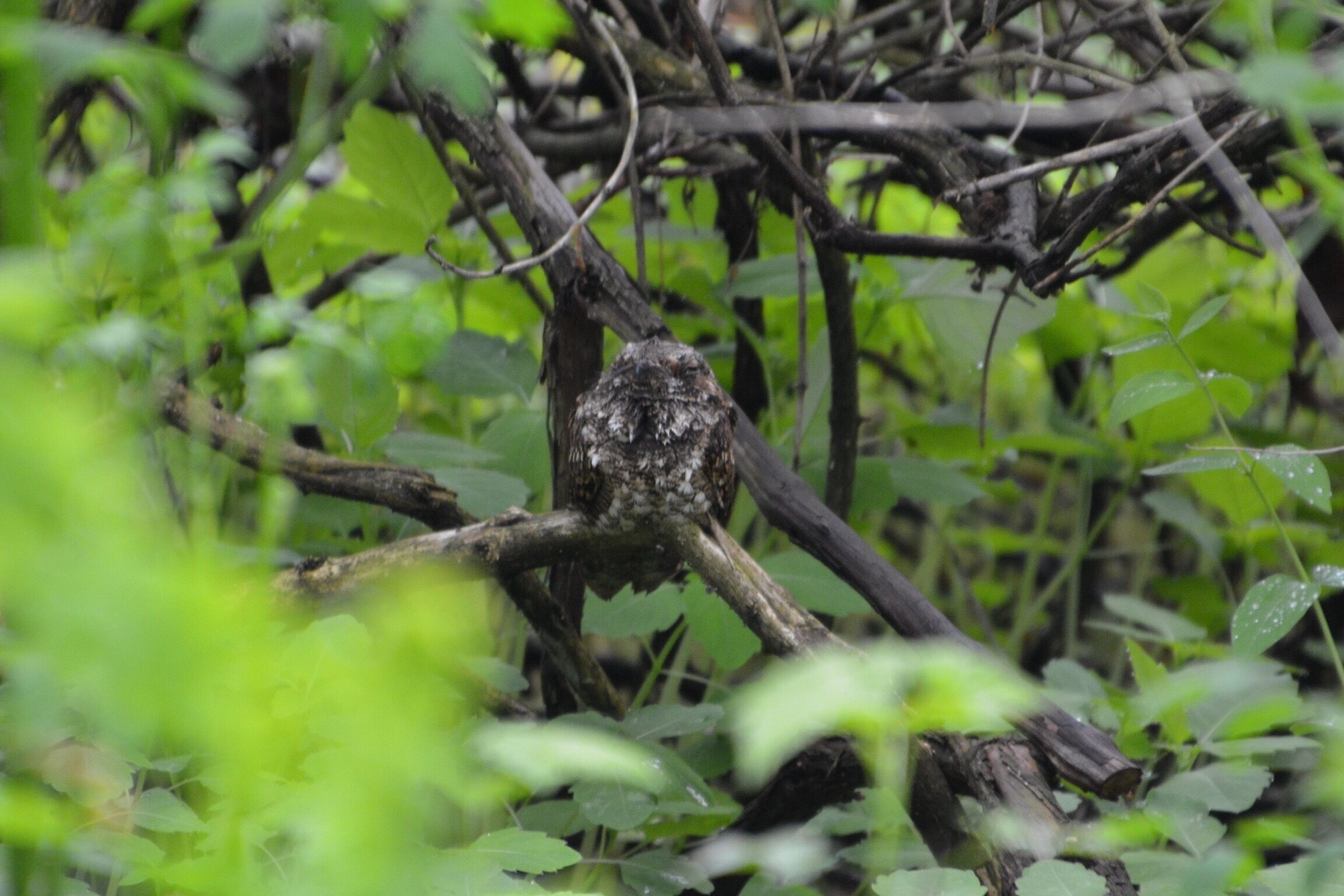 A whippoorwill if you will. A first time viewing for me. 