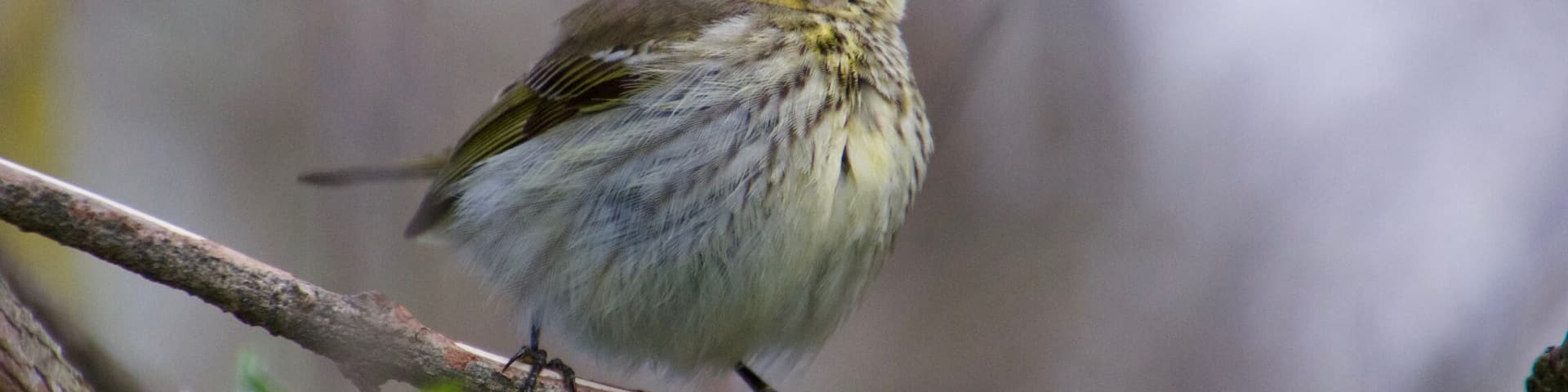 American Redstart warbler.
