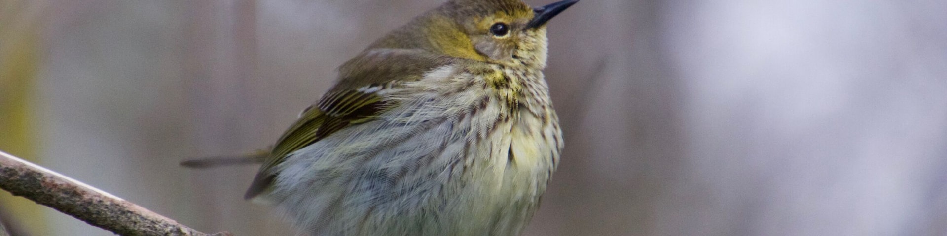 American Redstart warbler.