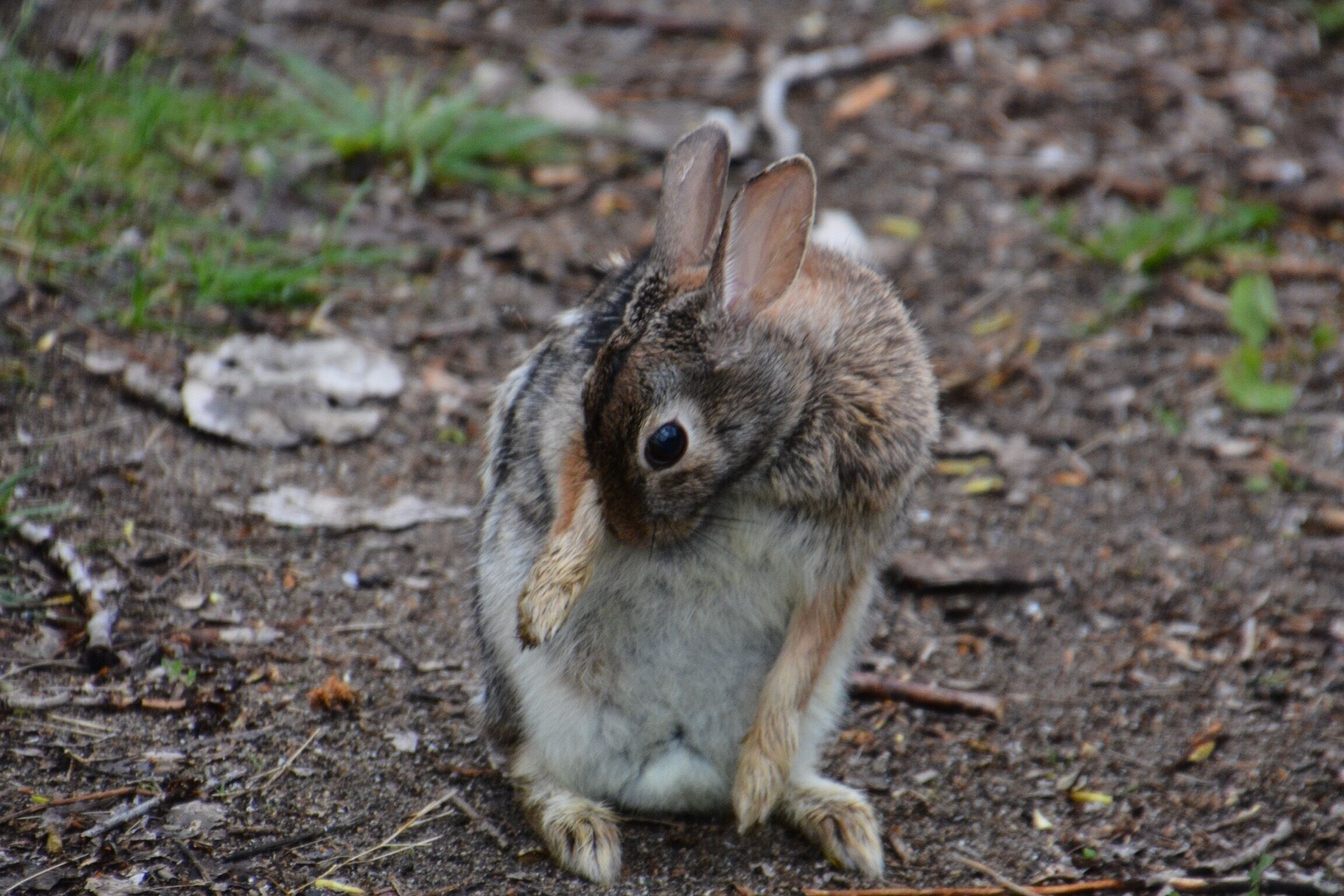 Little bunny fu fu didn't realize that it was warbler weekend.  He was just so cute. 