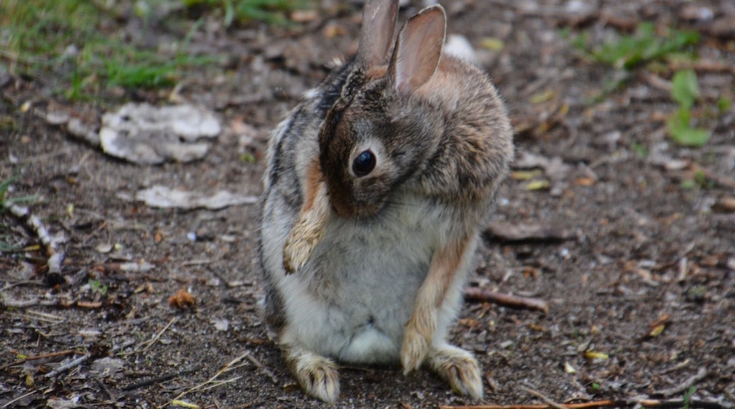 Little bunny fu fu didn't realize that it was warbler weekend. He was just so cute.