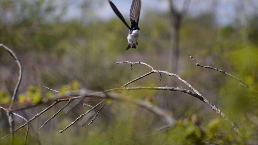 Woo Hoo, Im just a tree swallow having fun. Thanks for the id correction.