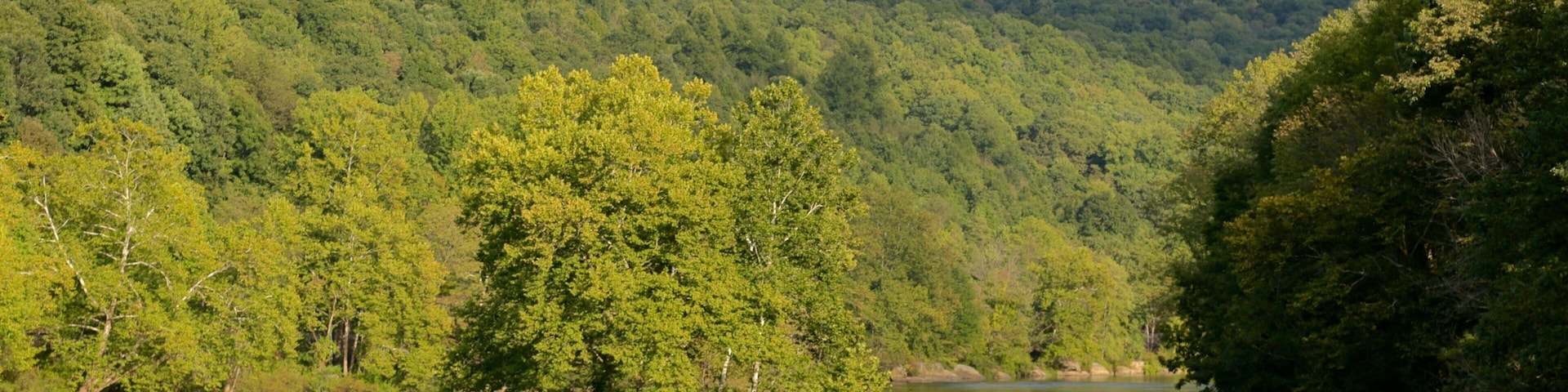 Uniontown que inclui um rio ou córrego, cenas de floresta e um jardim