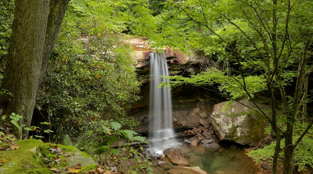 Ohiopyle State Park featuring rainforest and a waterfall