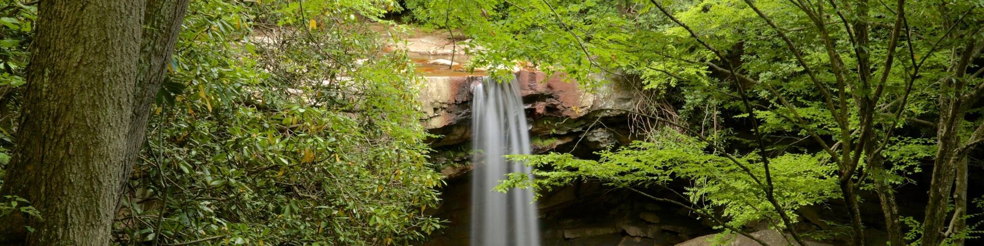 Ohiopyle State Park featuring rainforest and a waterfall