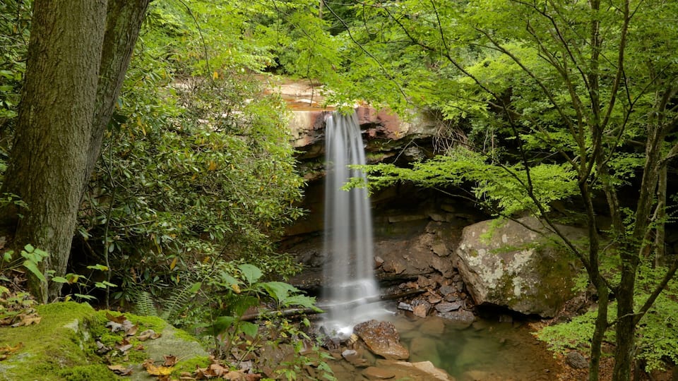 A waterfall in a forested area with rocks and greenery.
