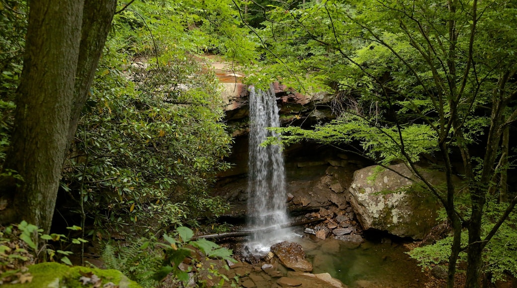 Uniontown que incluye cataratas y selva